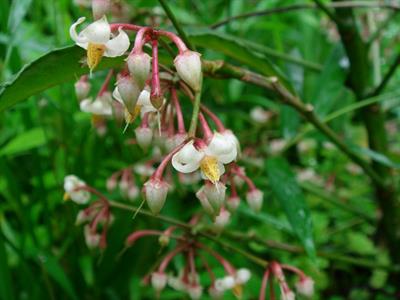 Ardisia crenata